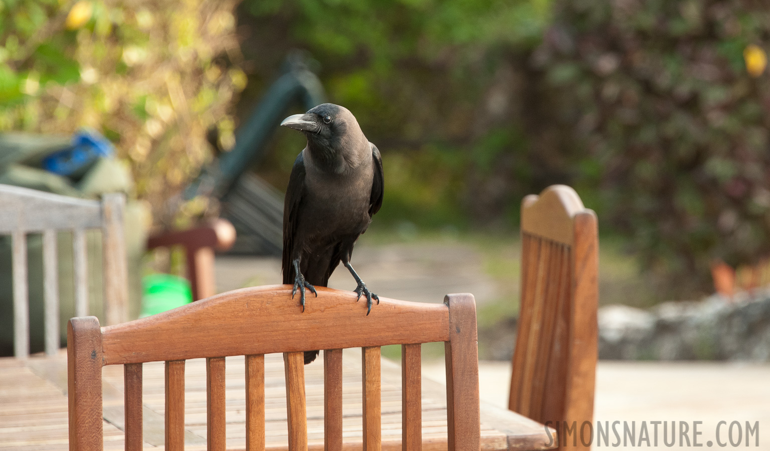 Corvus splendens [300 mm, 1/100 Sek. bei f / 8.0, ISO 1600]